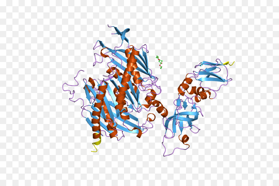 Estructura De La Proteína，Molécula PNG