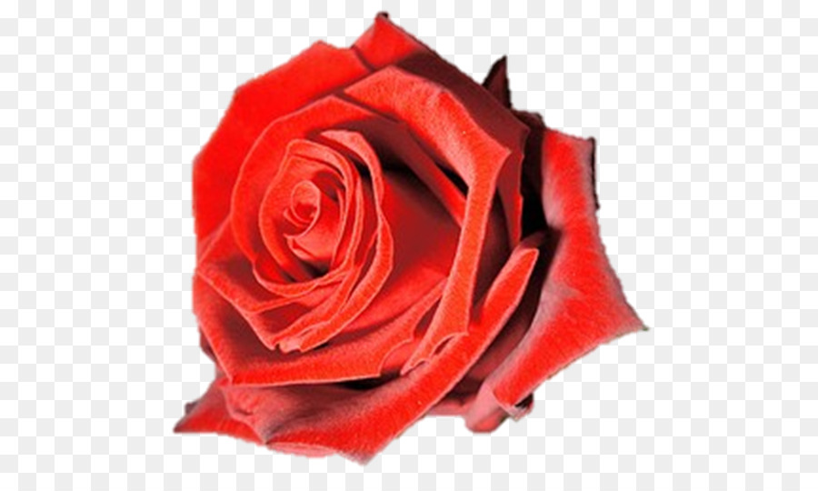 Rosas Rojas，Floración PNG