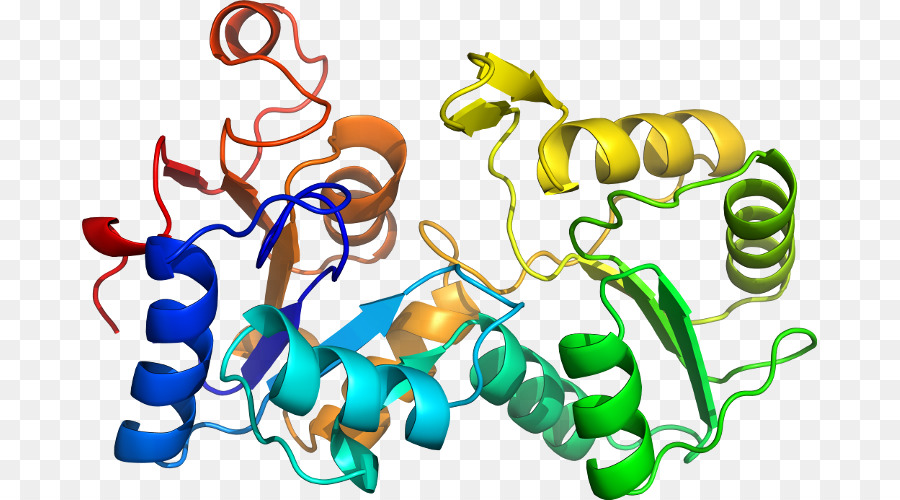 Estructura De La Proteína，Molécula PNG