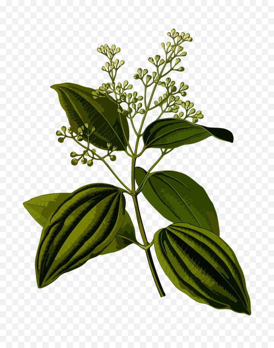 Köhler Plantas Medicinales Del，Cinnamomum Verum PNG