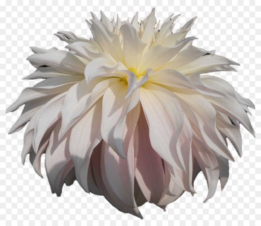 Daisy Familia，Común Daisy PNG