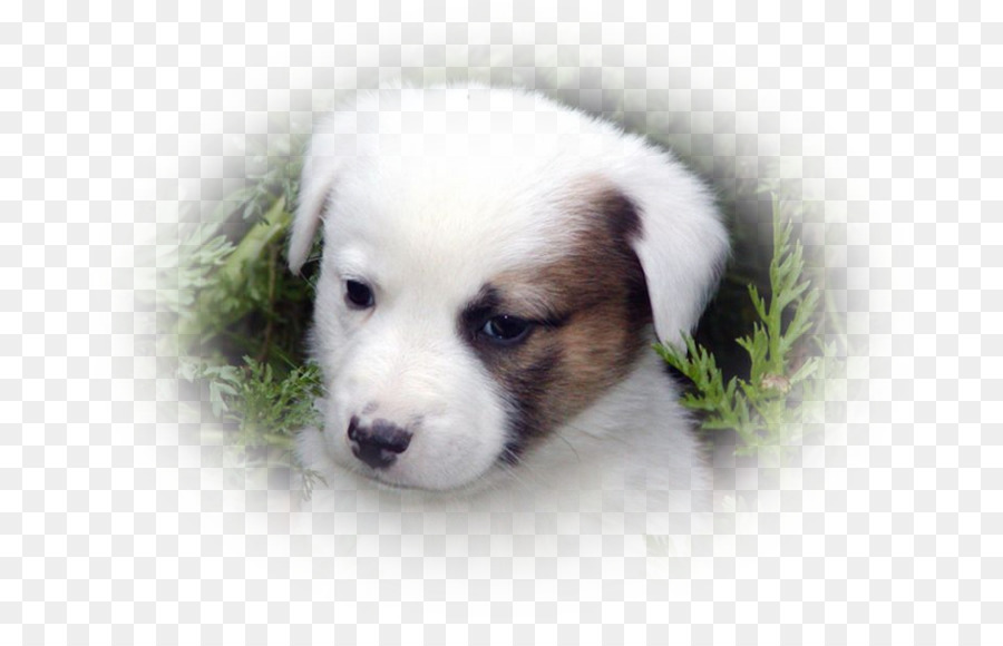 Raza De Perro，Cachorro PNG