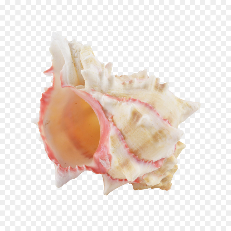 Murex，Concha PNG