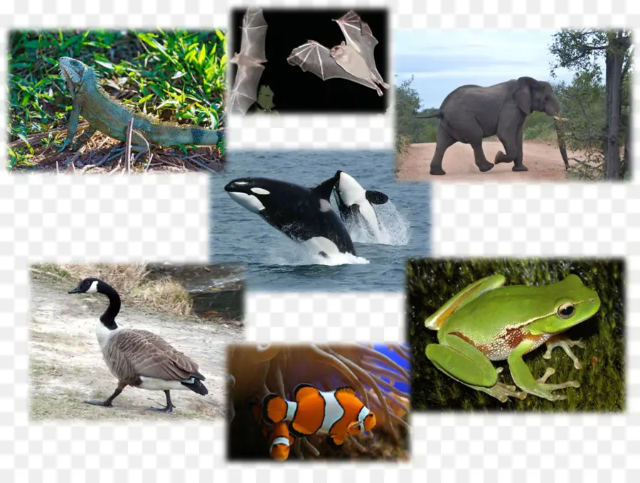 Varios Animales，Fauna PNG