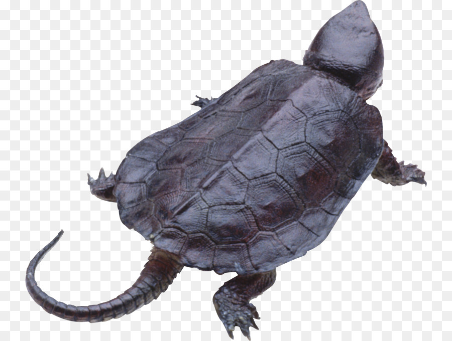 Tortuga，El Caparazón De La Tortuga PNG