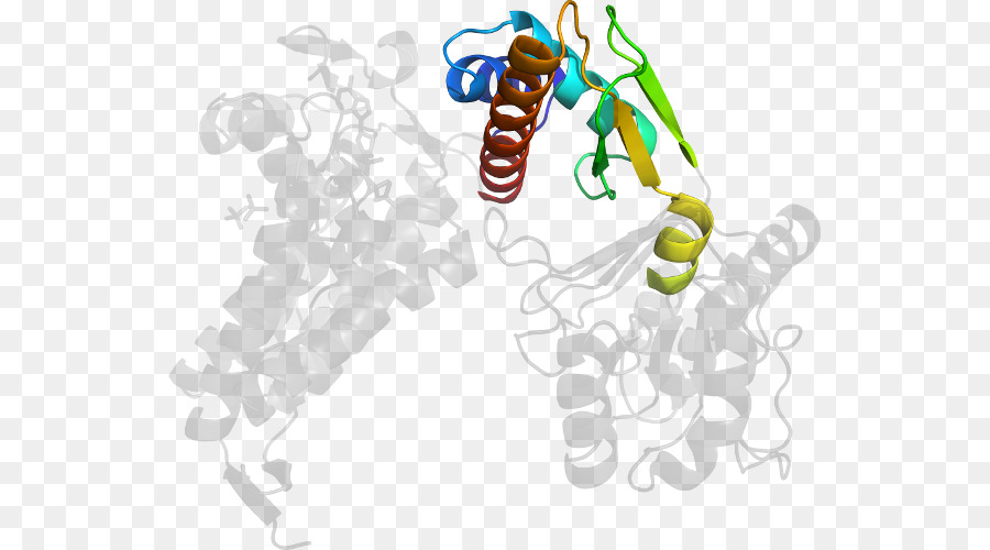 Estructura De La Proteína，Molécula PNG