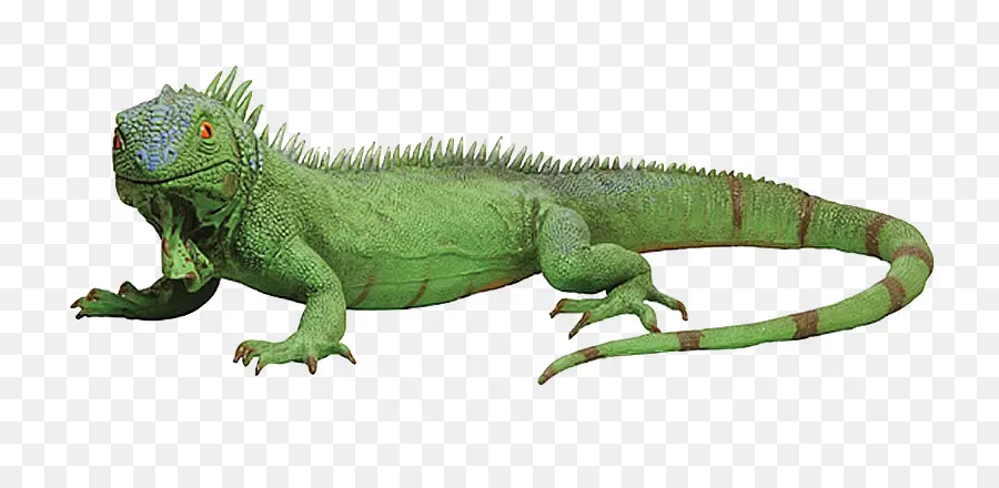 Lagarto，Reptiles PNG