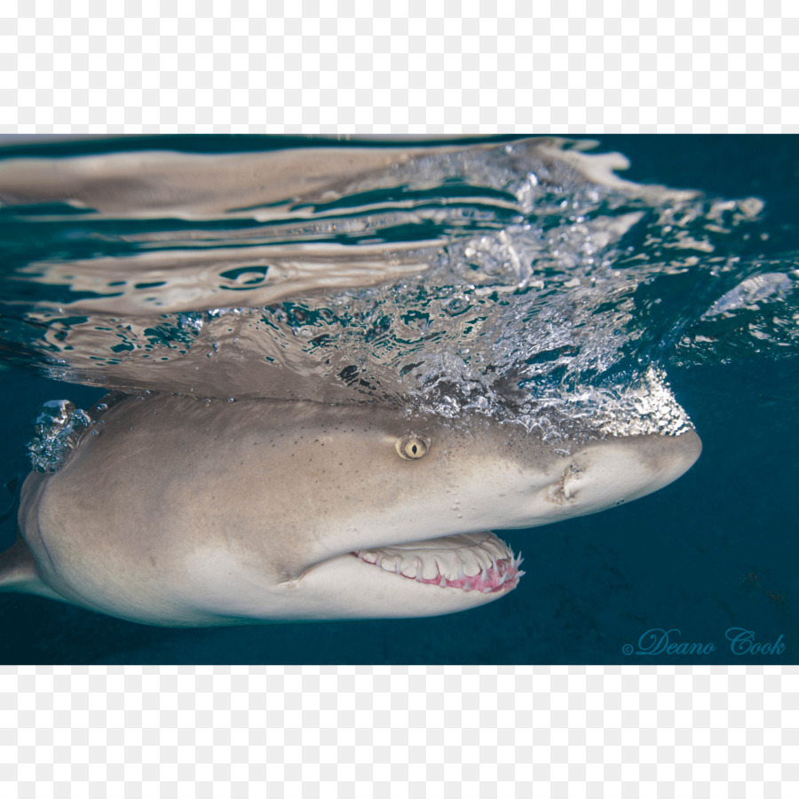 Gran Tiburón Blanco，Tiburón Tigre PNG