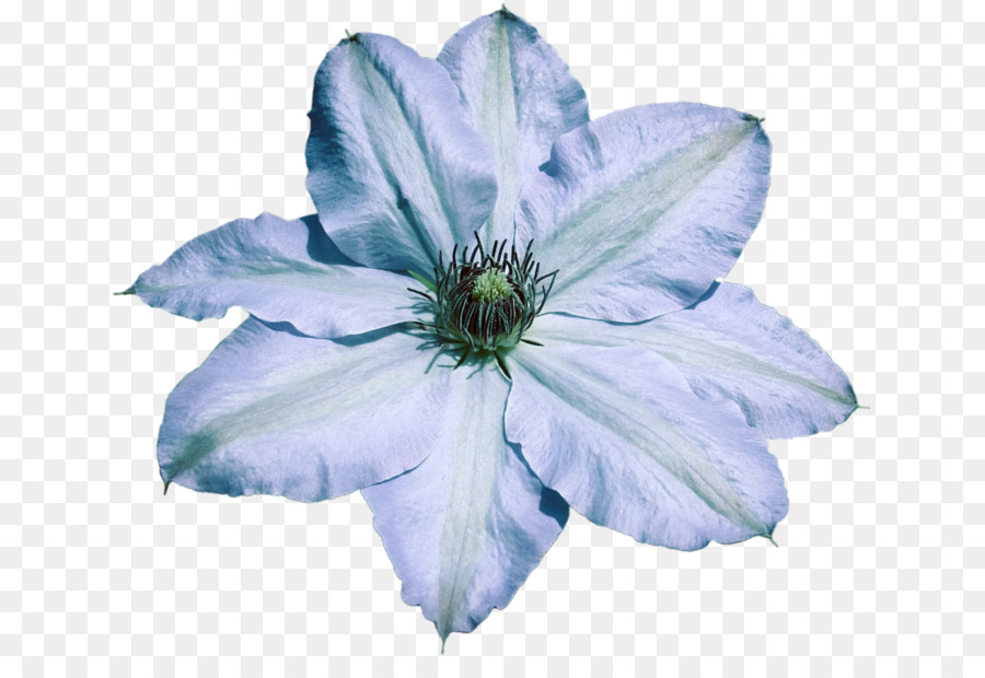 Azul，Cuero Flor PNG