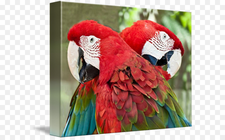 Guacamayo，Aves PNG