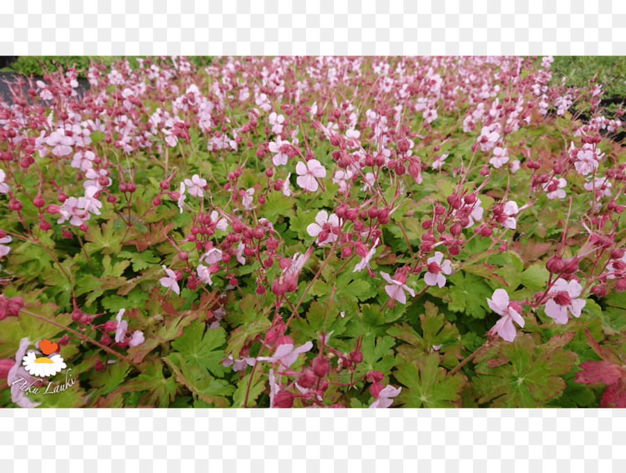 La Cubierta Vegetal，Césped PNG