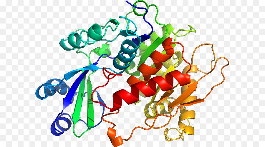 Estructura De La Proteína，Molécula PNG