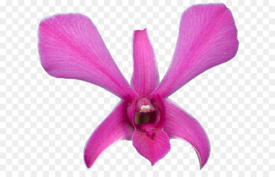 Belur Matemáticas，Orquídeas De Polilla PNG