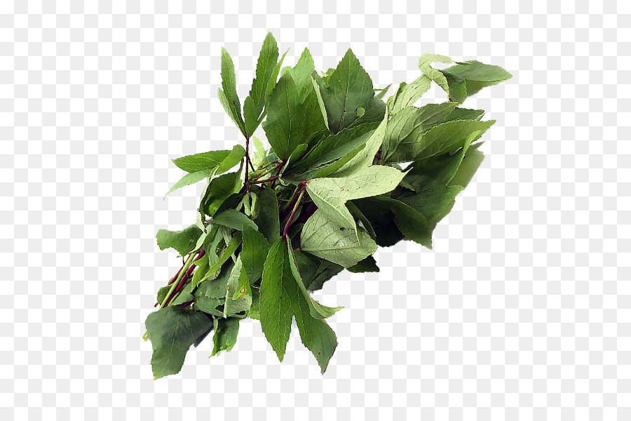 Hoja，Tallo De La Planta PNG