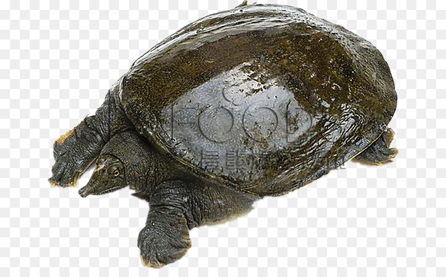 Común De Ajuste De La Tortuga，La Cocina China PNG