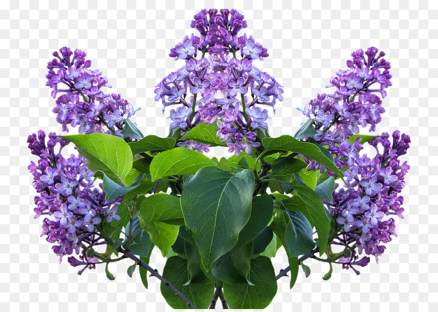 Flores Lilas Moradas，Floración PNG