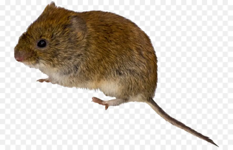 Ratón，Roedor PNG