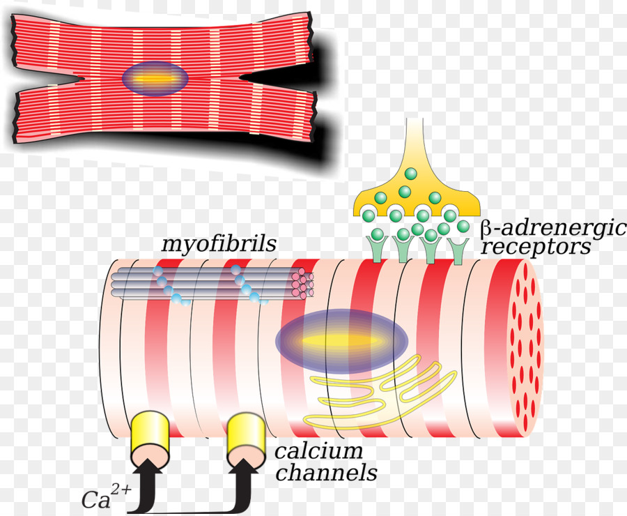 Cuerpo Humano，Biología PNG