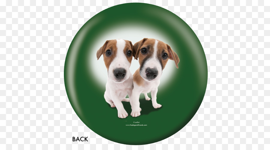 Jack Russell Terrier，Foxhound Inglés PNG