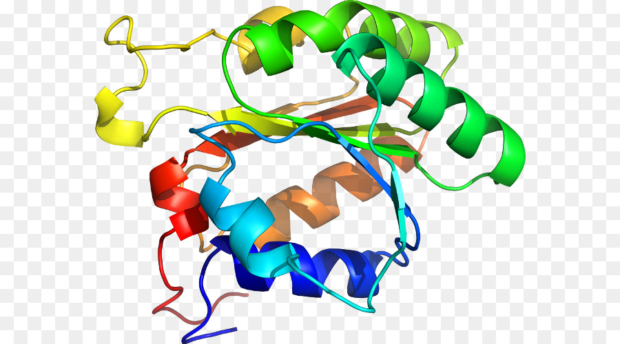 Estructura De La Proteína，Molécula PNG