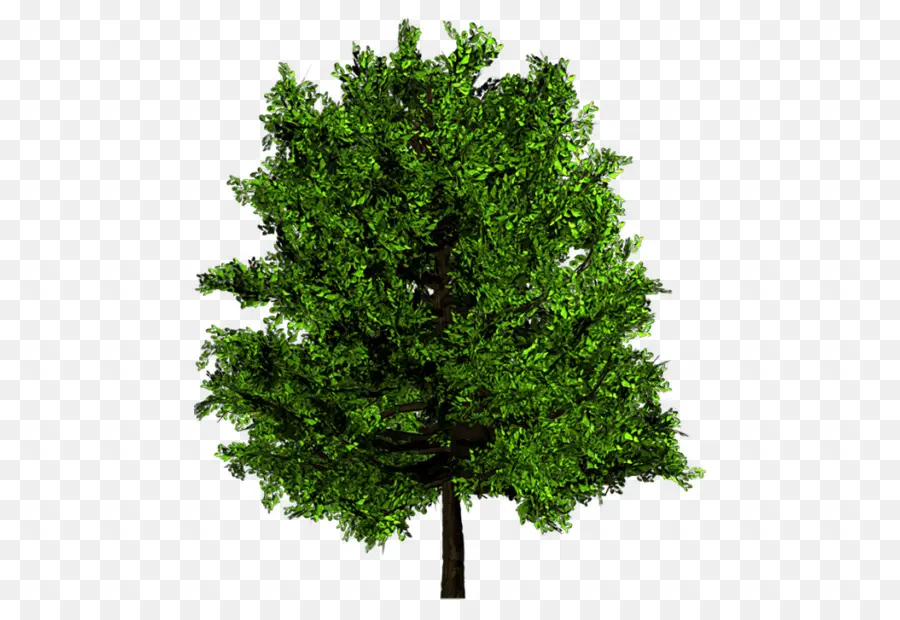 árbol，La Madera PNG