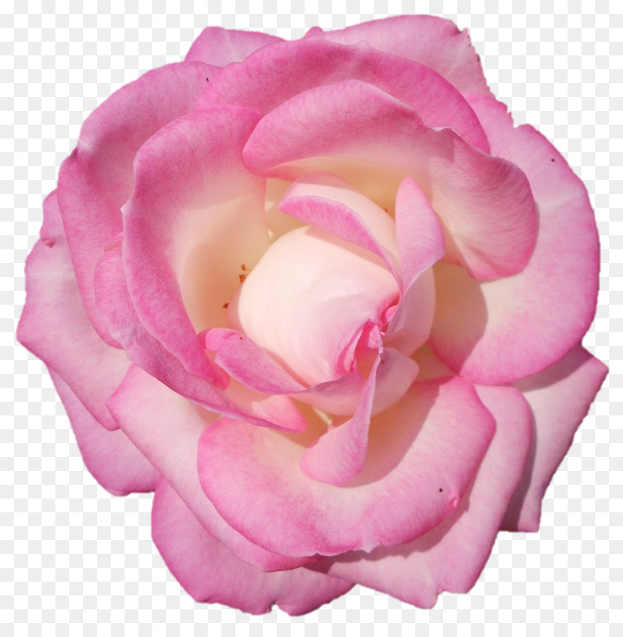 Rosa Blanca Y Negra，Rosa PNG