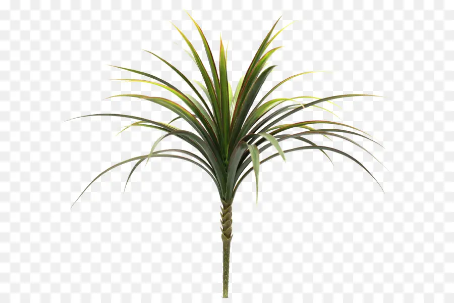 Arecaceae，Planta PNG