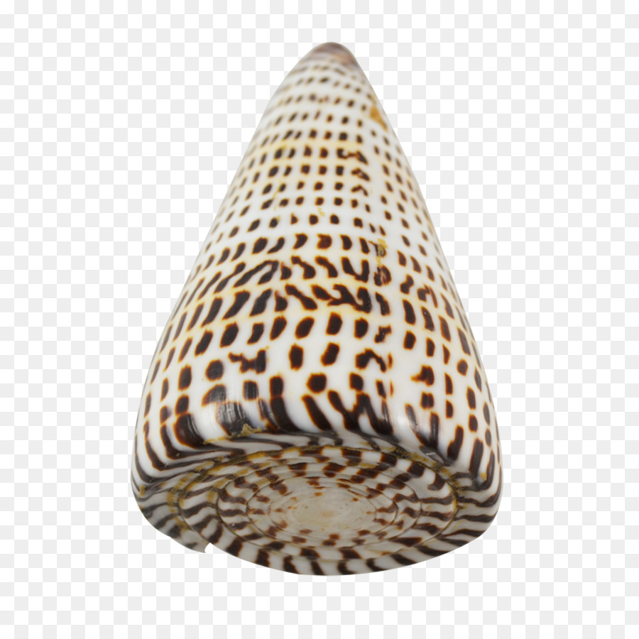 Concha，Conchology PNG