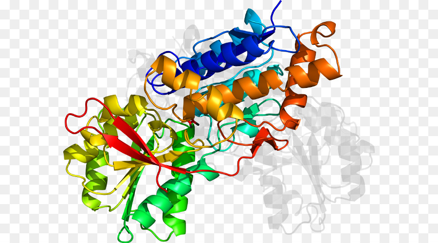 Estructura Proteica，Biología PNG