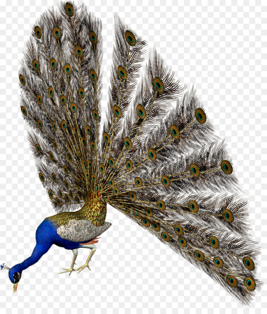 Pavo Real Con Plumas Abiertas，Vistoso PNG