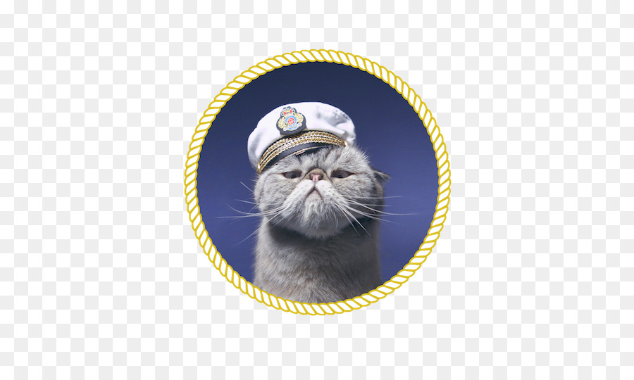 Bigotes，Gatito PNG