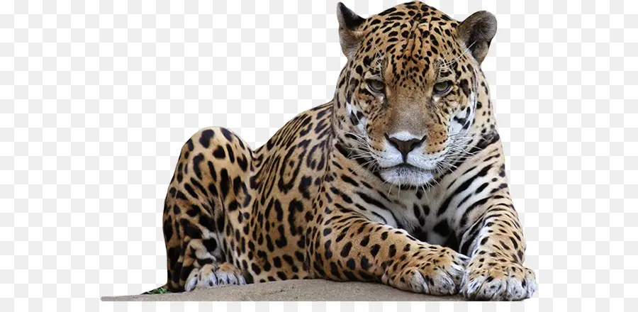 Leopardo，Felino De Gran Tamaño PNG