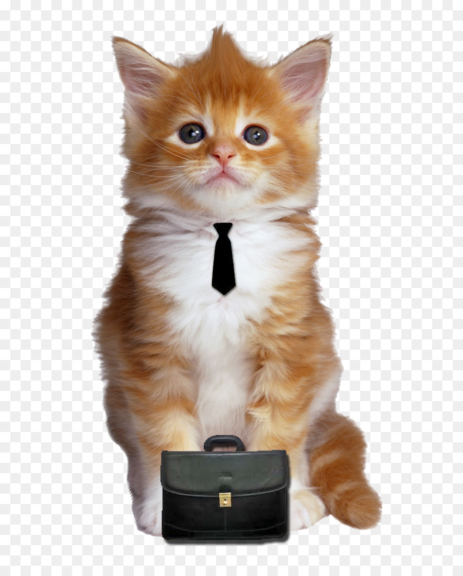 Gatito，Juguete PNG