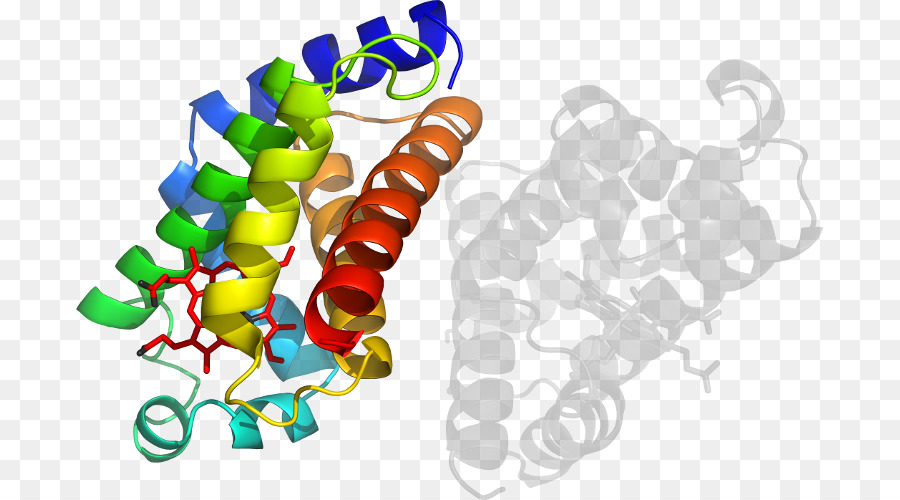 Estructura Proteica，Biología PNG