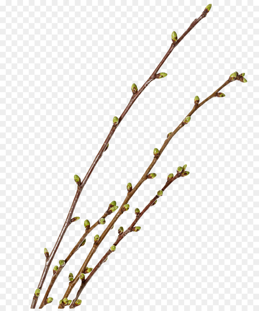 Tallo De La Planta，Bud PNG