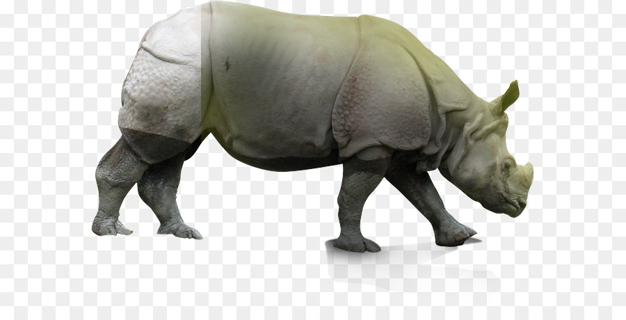 El Rinoceronte，Los Animales Terrestres PNG