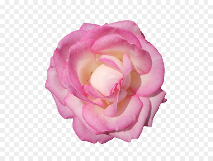 Flor Rosa，Florecer PNG