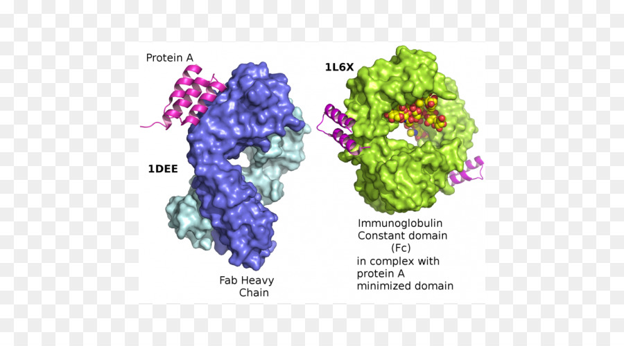 La Proteína De Un，La Inmunoglobulina G PNG