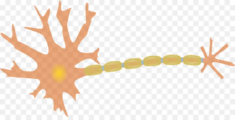 Neurona，Cerebro PNG