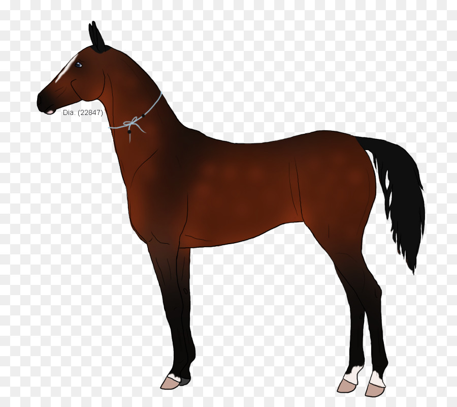 Caballo，Equino PNG