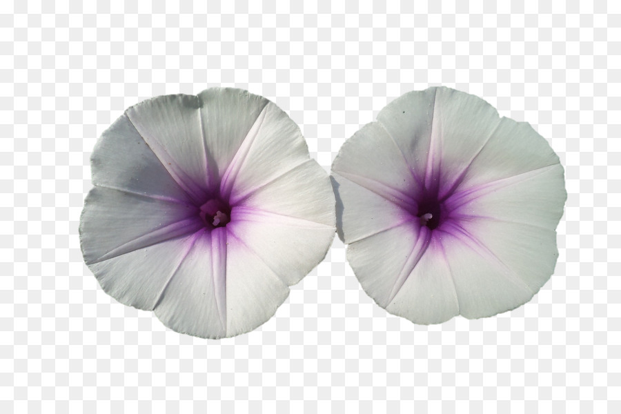 Pansy，Gloria De La Mañana PNG