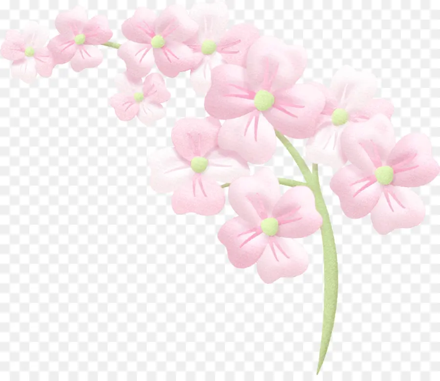 Flores Rosadas，Florecer PNG