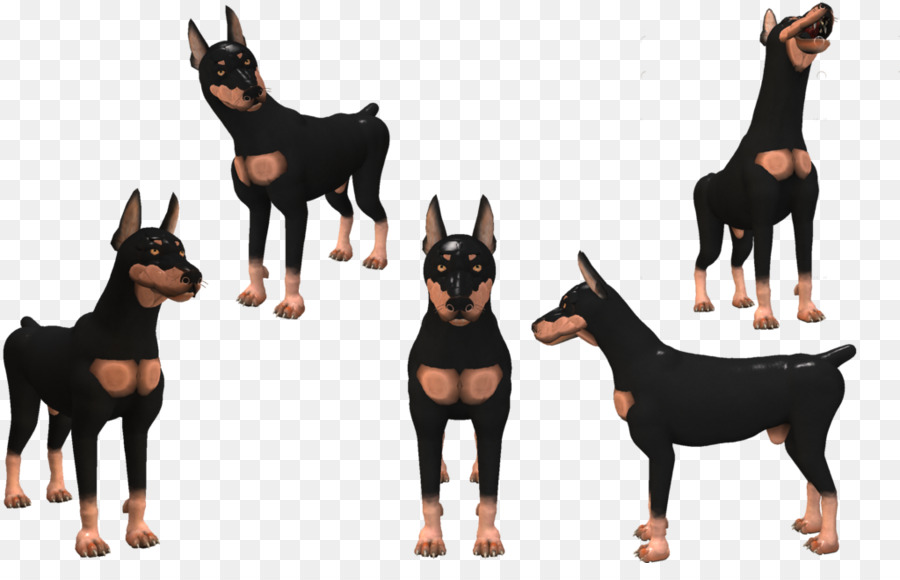 Dobermann，Pinscher Miniatura PNG