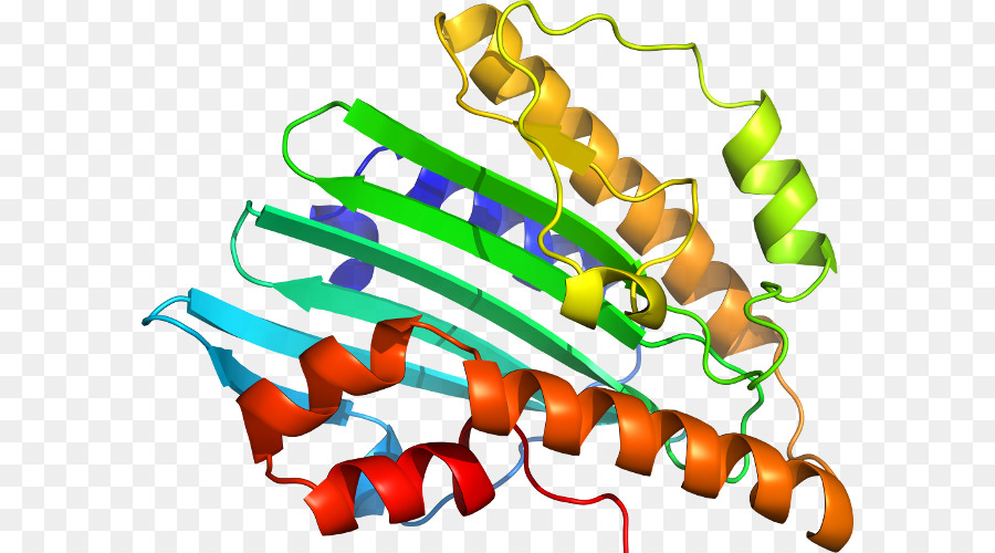 Estructura De La Proteína，Biología PNG