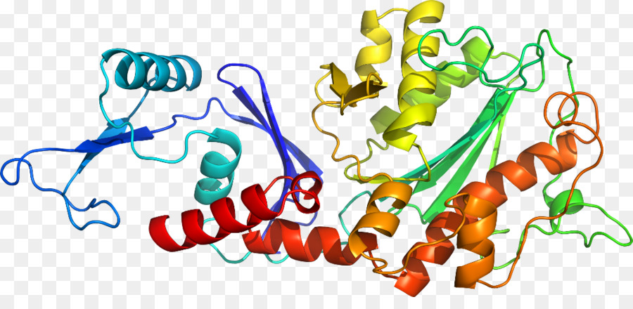 Estructura De La Proteína，Molécula PNG