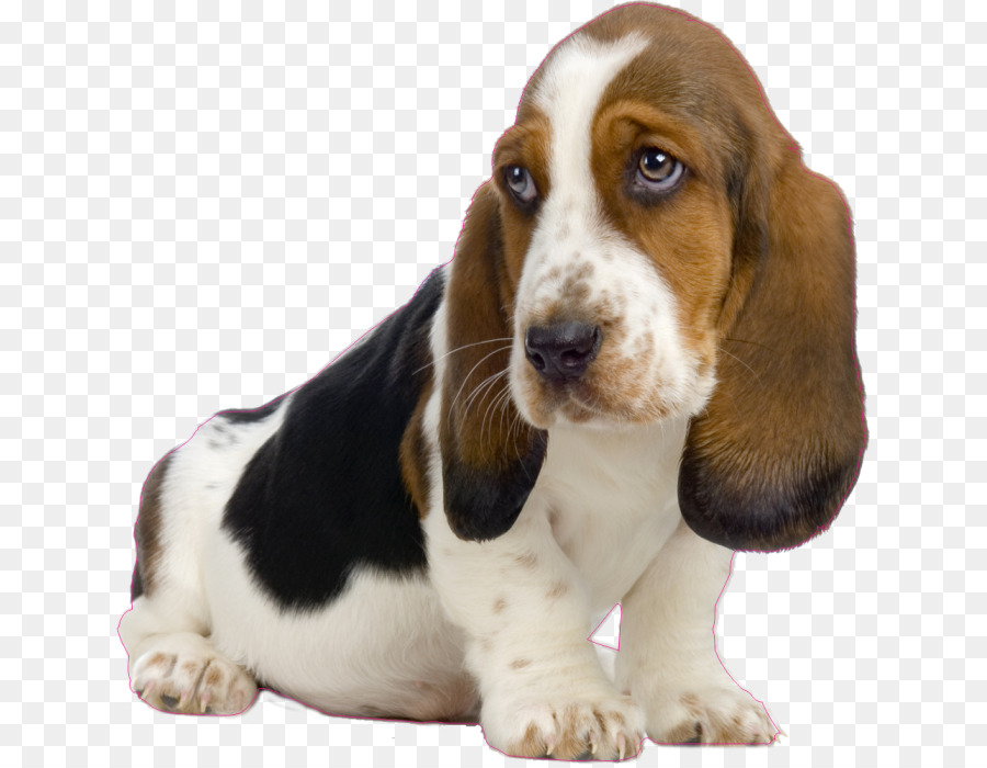 Basset Hound，Cachorro PNG