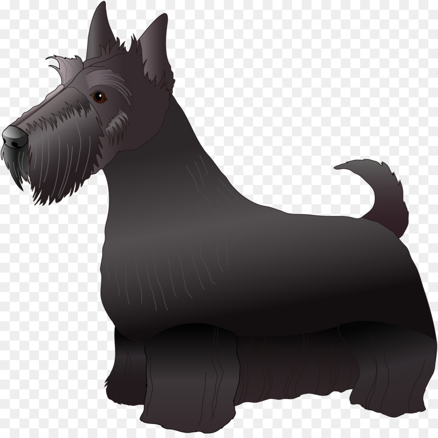 Scottish Terrier，Schnauzer Miniatura PNG