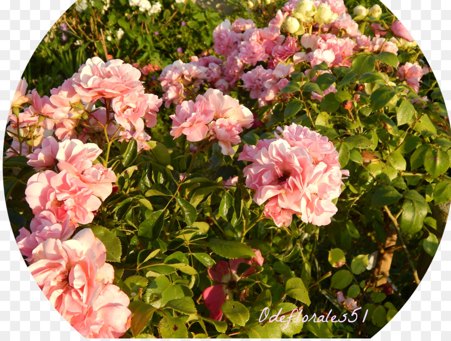 Floribunda，Las Rosas De Jardín PNG