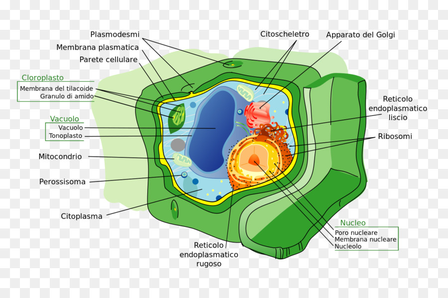 Célula Vegetal，Biología PNG