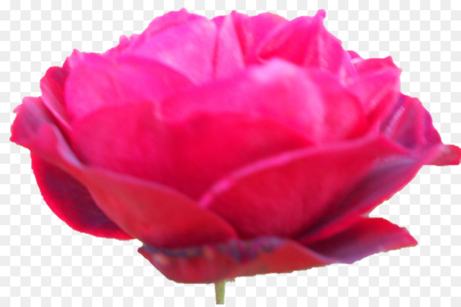 Rosas De Jardín，Rosa De Repollo PNG